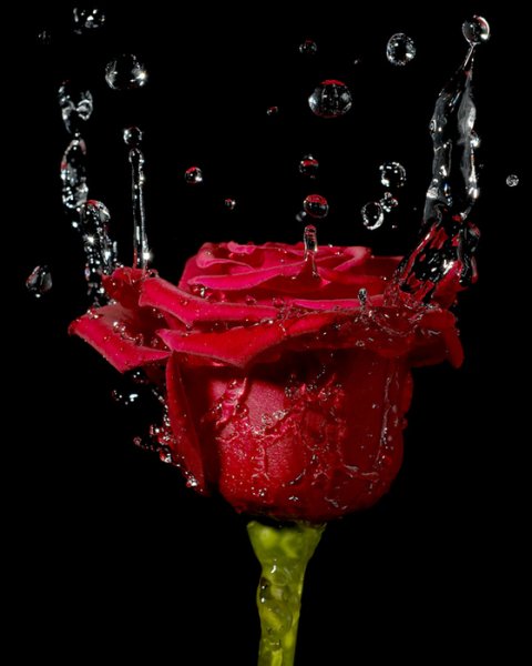 Розы в брызгах воды