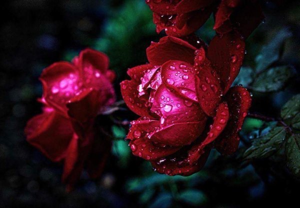 Роза с каплями росы