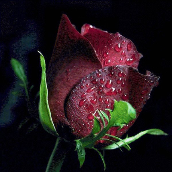 Бордовая роза в росе