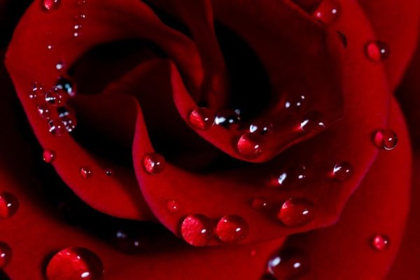 Роза красная с каплями