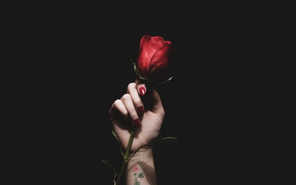 Роза в руке мужчины