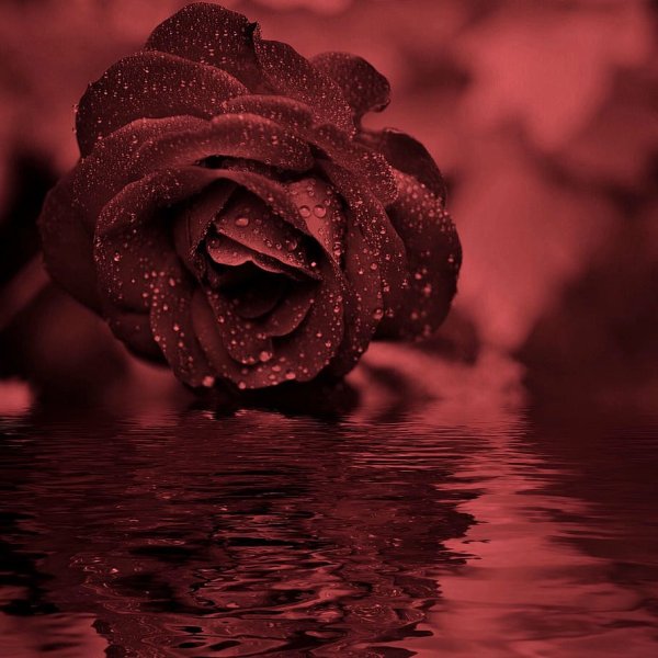 Розы на воде фон