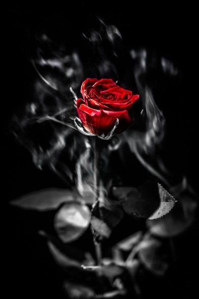 Роза с водой на черном фоне