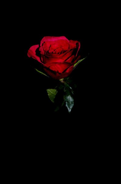 Роза цветок на черном фоне