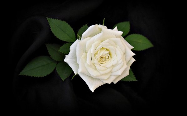 Белая роза на черном фоне
