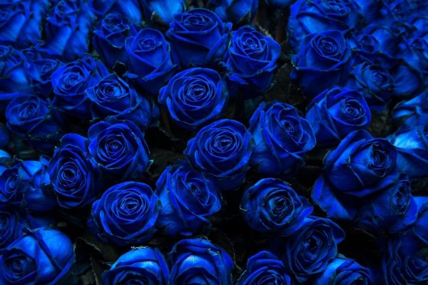 Роза в синим фоне