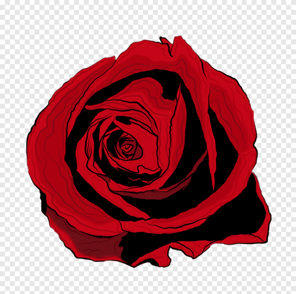 Красные розы на прозрачном фоне