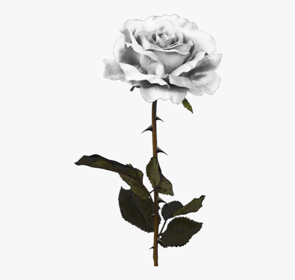 Белая роза с шипами