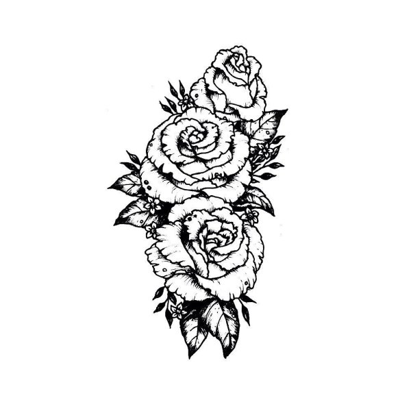 Розы эскиз на белом фоне