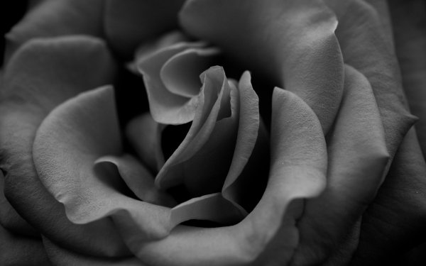 Черно-белый цветок