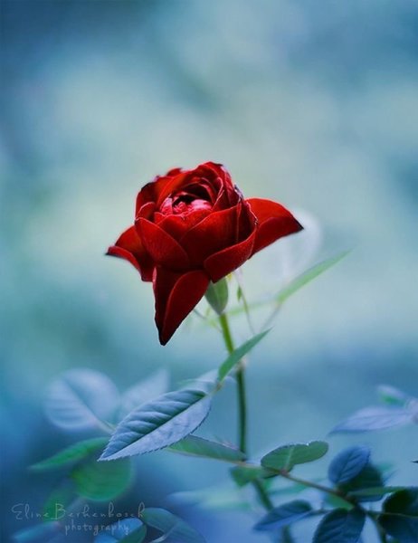 Розы красные на голубом фоне