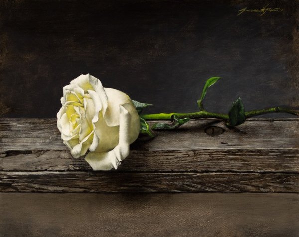 Белые розы лежат на столе