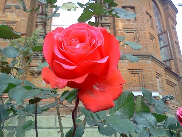 Розы на фоне храма