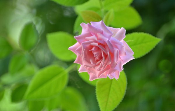 Роза кустовая Грин Глоу