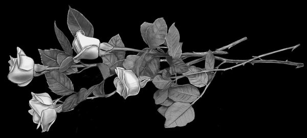 Розы на надгробной плите