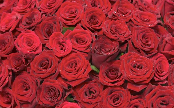 Розы букеты красивые фото высокого разрешения самые красивые