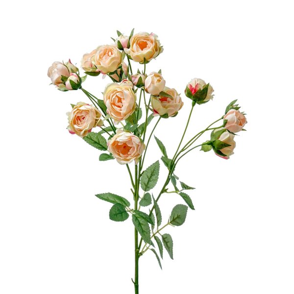 Розовая кустовая роза на белом фоне
