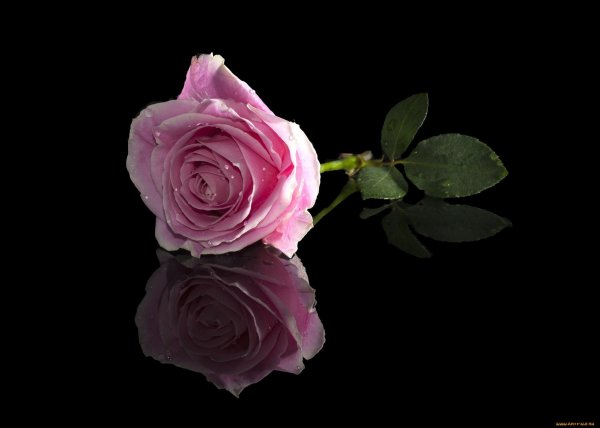 Розовые цветы на черном фоне