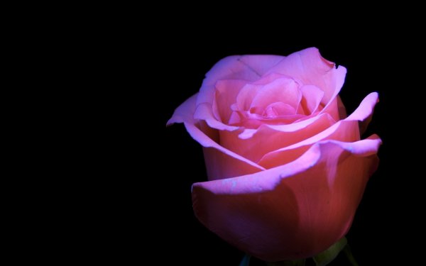 Розовая роза на черном фоне