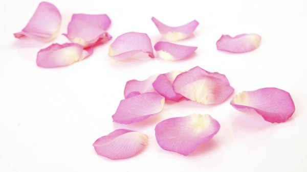 Розовые лепестки роз на белом фоне