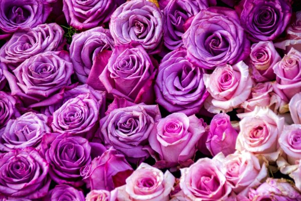 Розовые розы на фиолетовом фоне