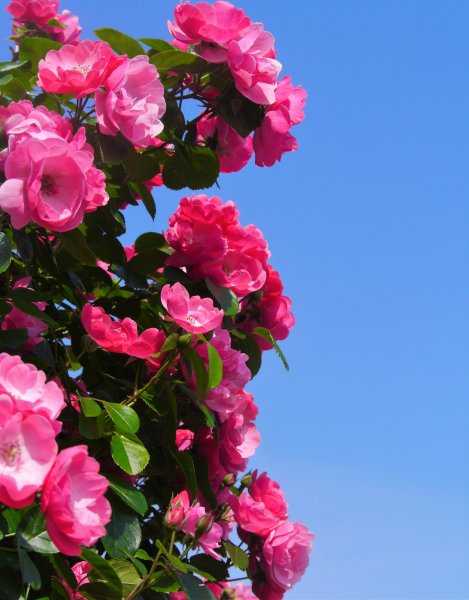 Розовые розы на фоне неба