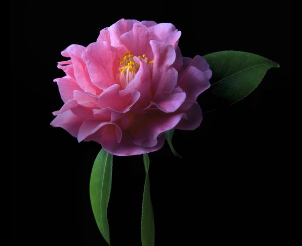 Пион Камелия (Camellia) фото