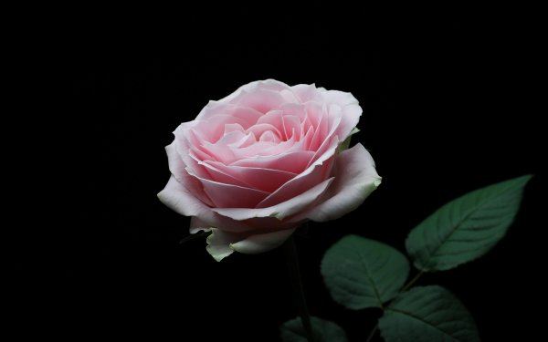 Розовые розы на черном фоне
