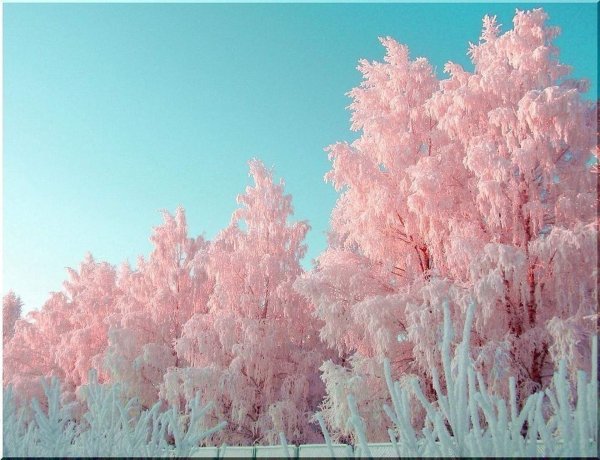 Розовый снег