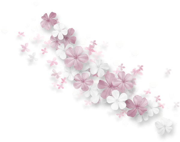 Розовый цветок на белом фоне