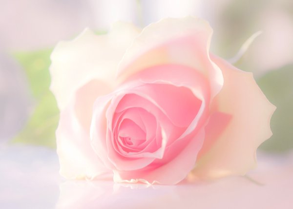 Розовый цветок на светлом фоне
