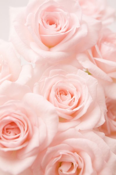 Светло розовые цветы