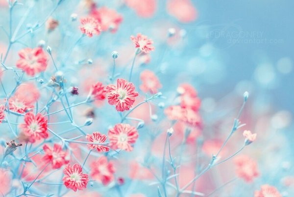 Розово голубые цветы