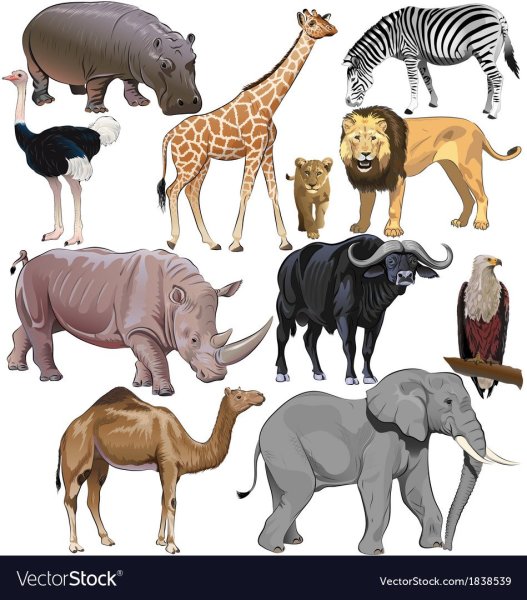 Животные африканского континента