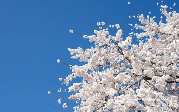 Сакура на фоне голубого неба