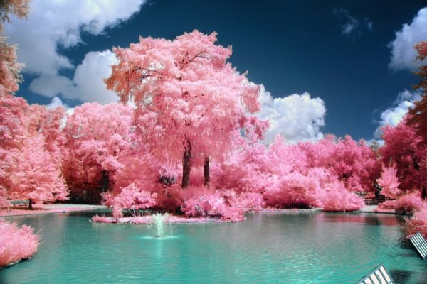 Розовое дерево