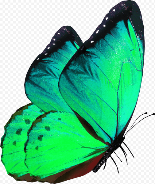 Зелёно голубая бабочка