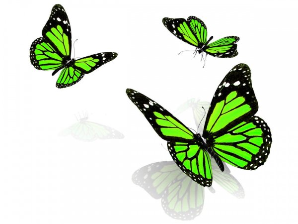 Зеленая бабочка на белом фоне