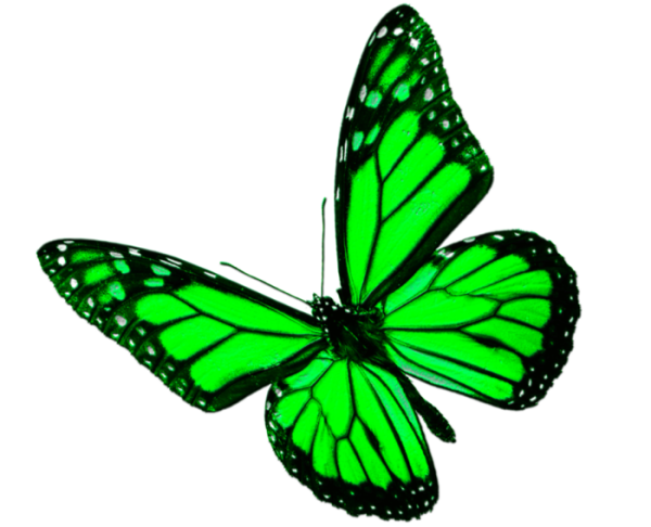 Салатовые бабочки на белом фоне