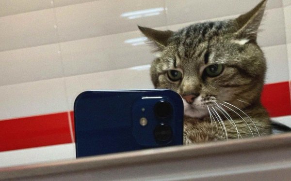 Котик с телефоном в зеркале