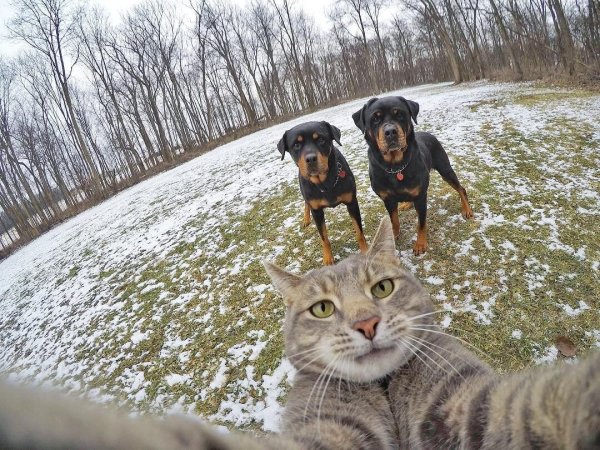 Селфи кота с собаками