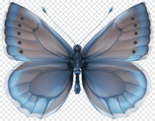 Бабочки серо голубые