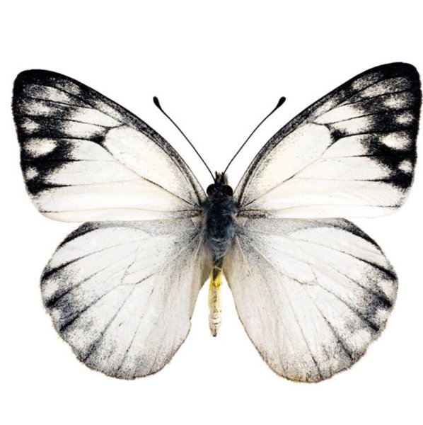 Бабочка капустница вектор