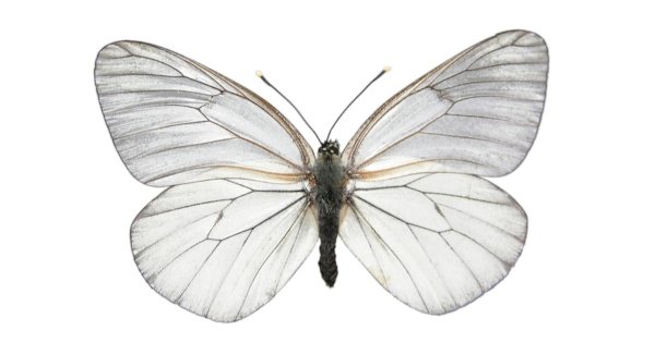 Серая бабочка на белом фоне