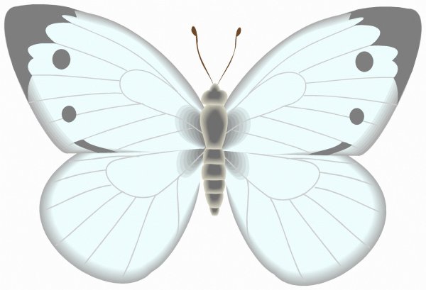 Бабочка капустница на белом фоне