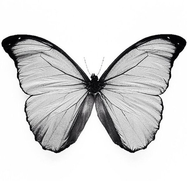 Бабочка арт черно белый