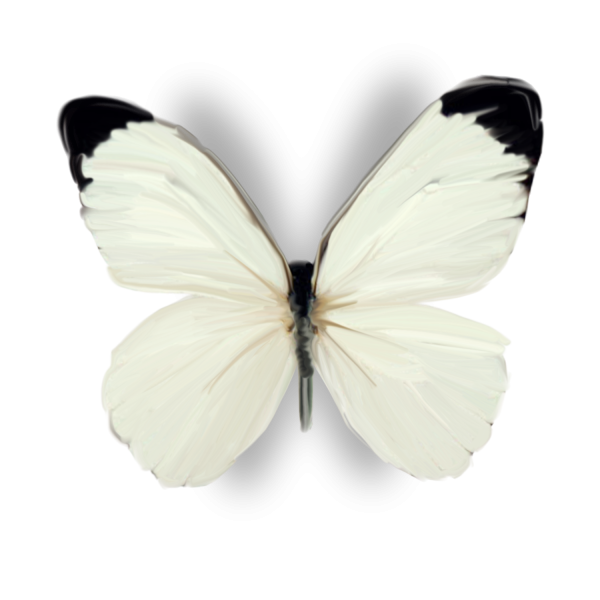Белые бабочки на белом фоне