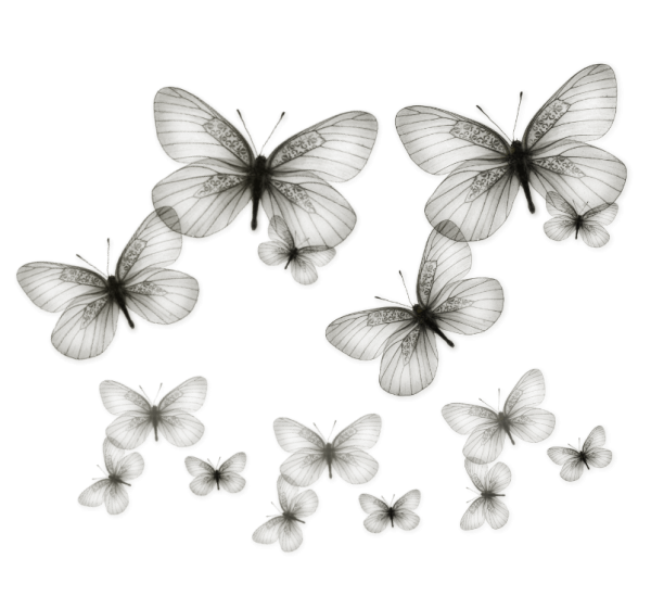 Черно белая бабочка на прозрачном фоне