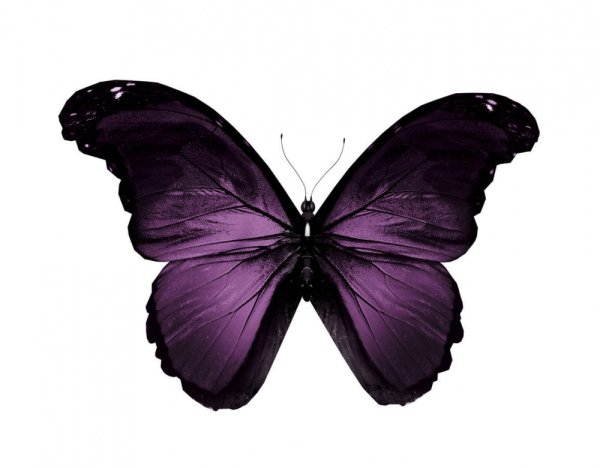 Черная бабочка на белом фоне в хорошем качестве