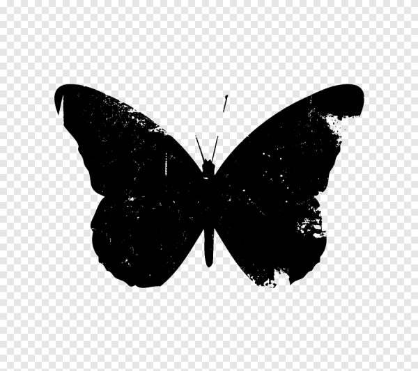 Бабочка черная